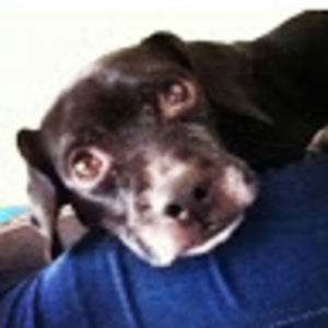 Meet your Posher, Lilly